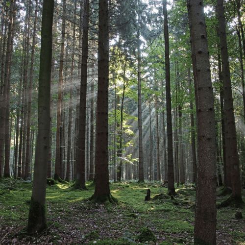 Plan de manejo forestal para proyectos en Chile